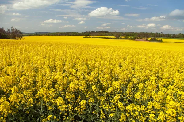 ラテン語で菜種 またはコルザフィールドBrassica Napus 菜の花の種は 緑のエネルギーと石油産業 春の黄金の開花フィールドのための植物です — ストック写真