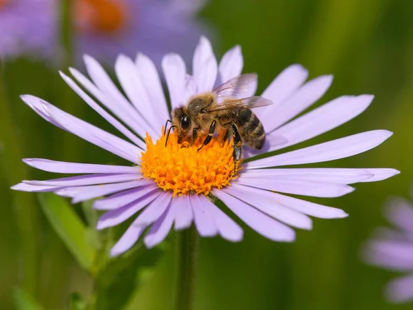 ラテンアピスメルリベラ ヨーロッパまたは西洋のミツバチのミツバチの詳細は 黄色の紫または青い花を受粉 — ストック写真