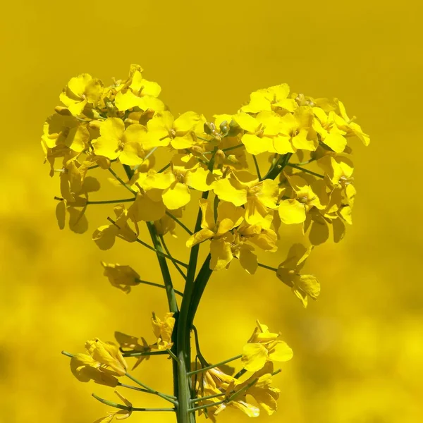 Detail Golden Flowering Field Rapeseed Canola Colza Latin Brassica Napus — Stock Photo, Image