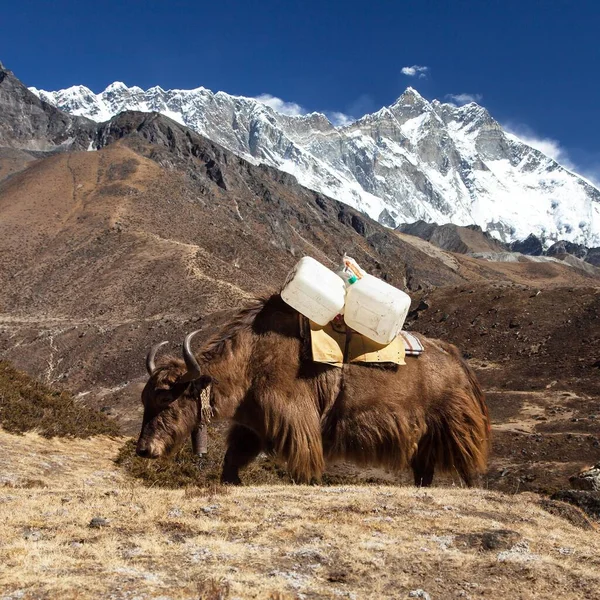 Yak Brun Sur Chemin Camp Base Everest Mont Lhotse Népal — Photo