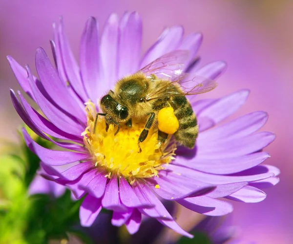 Detail Der Biene Oder Honigbiene Lateinisch Apis Mellifera Europäische Oder — Stockfoto