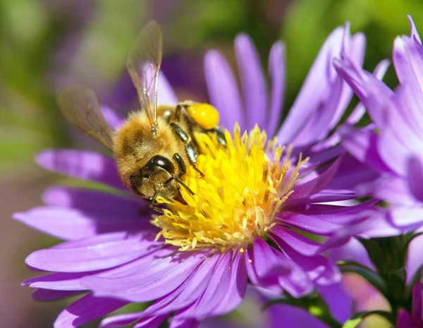 Detail Der Biene Oder Honigbiene Lateinisch Apis Mellifera Europäische Oder — Stockfoto
