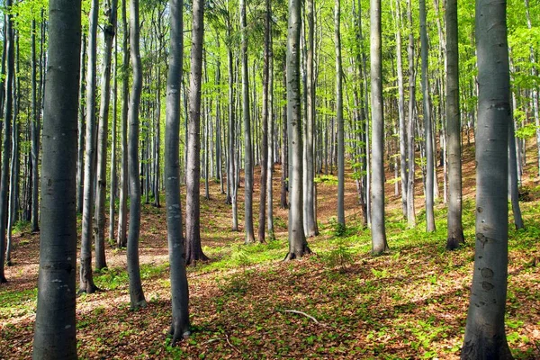 Springtime View European Beech Wood Springy Woodland — Stock Photo, Image