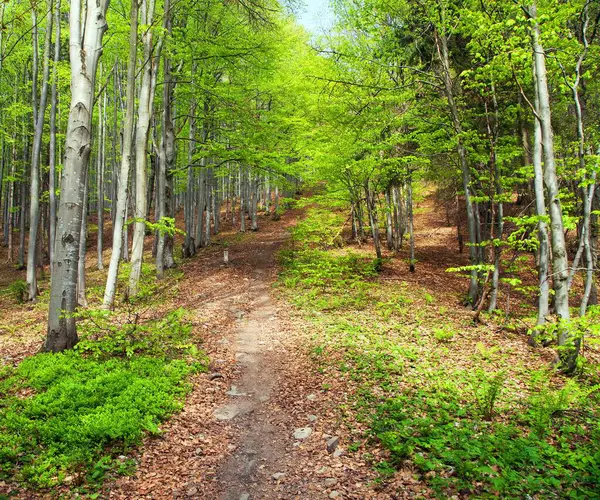 Spry View European Beech Wood Pathway Spring Woodland — стоковое фото