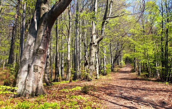 Spry View European Beech Wood Pathway Spring Woodland — стоковое фото