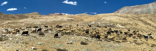 Cabras Ovelhas Rebanho Pamir Montanhas Paisagem Torno Estrada Pamir Tajiquistão — Fotografia de Stock