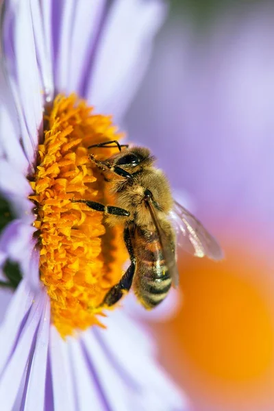 Detail Der Biene Oder Honigbiene Lateinisch Apis Mellifera Europäische Oder — Stockfoto