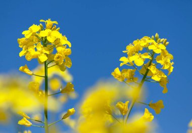 Ayrıntı alanının çiçekli kolza tohumu kanola veya kolza Latince Brassica Napus, bitki yeşil enerji ve petrol endüstrisi için kolza tohumu mavi gökyüzü arka plan üzerinde 