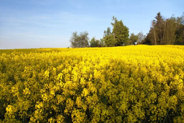 Raps Raps Oder Raps Lateinisch Brassica Napusd Ist Pflanze Für — Stockfoto