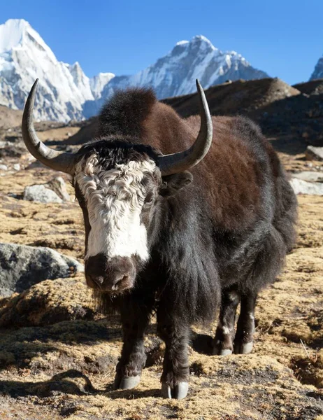 Black White Yak Way Everest Base Camp Nepal Himalayas Mountains — Stock Photo, Image