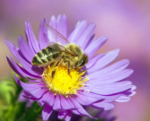 Detail Der Biene Oder Honigbiene Lateinisch Apis Mellifera Europäische Oder — Stockfoto