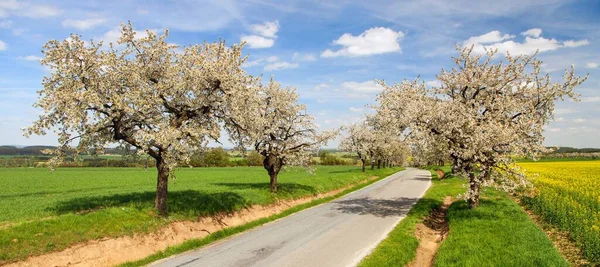 Yol Güzel Gökyüzü Ile Latin Prunus Cerasus Kiraz Ağaçları Renkli — Stok fotoğraf