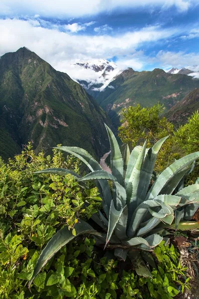 Andes mountains and agave, Apurimac river valley view from Choquequirao trekking trail, Cuzco area, Machu Picchu area, Peruvian Andes