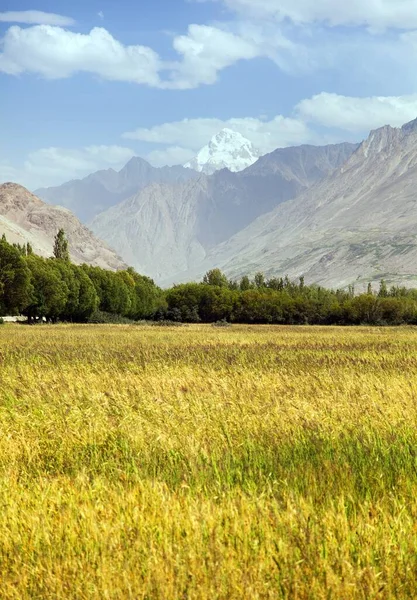 Obilné Pole Údolí Wakhan Hindukush Hory Gorno Badachshan Region Tádžikistán — Stock fotografie