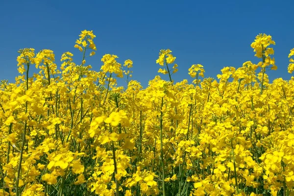 ラテン ナタネ 緑エネルギーおよび石油産業のための植物 青い空を背景にレイプ種子開花菜の花菜種または菜種フィールドの詳細 — ストック写真