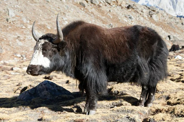 Чорно Біле Шляху Базового Табору Евересту Непал Гори Гімалаї — стокове фото