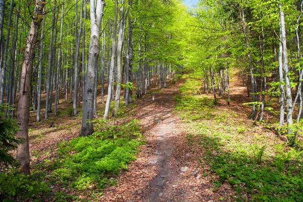 Springy Från Europeisk Bok Trä Med Gångväg Vår Skog — Stockfoto