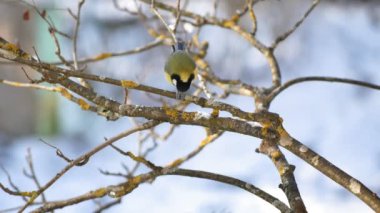 Bir meme bir dala oturur ve gagasını temizler. Mevsim kış, sonbahar.