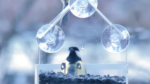 Bullfinches Mamas Lutam Por Comida Alimentador Vidro Nas Ventosas Sementes — Vídeo de Stock