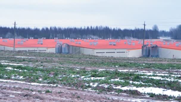 Udomlya Russia Februari 2020 Jaar Varkens Het Veld Oranje Daken — Stockvideo