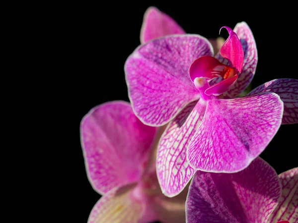 Orchidea Virágok Fekete Háttérrel Lila Rózsaszín Virág — Stock Fotó
