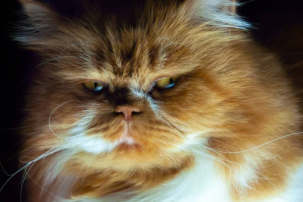 Kaganiec Perskiego Kota Bliska Kręcone Wąsy Duży Czerwony Kot Długa — Zdjęcie stockowe