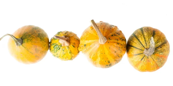 Row of four various organic gourds of decorative pumpkins — Stock Photo, Image