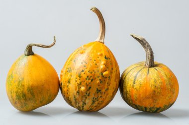 Üç satır çeşitli organik su kabakları dekoratif kabak,