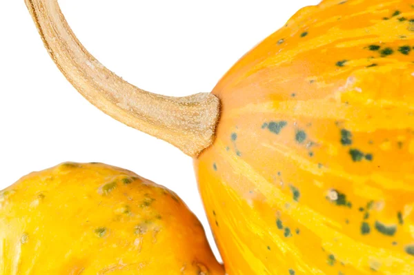 Zucca decorativa gialla biologica fresca — Foto Stock