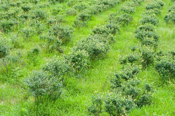 Blueberriy bushes on the farm in nature outdoors — Stockfoto