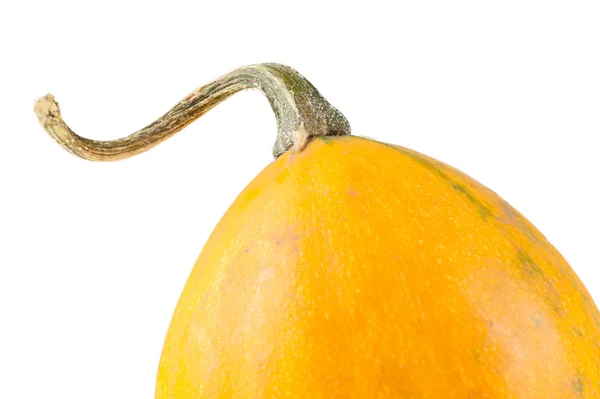 Zucca decorativa gialla biologica fresca — Foto Stock