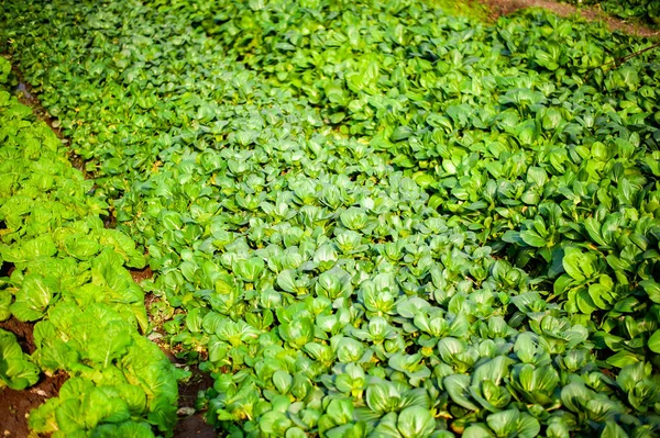 Linhas de repolho chinês verde — Fotografia de Stock