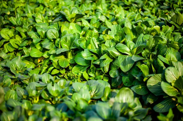 Linhas de repolho chinês verde — Fotografia de Stock