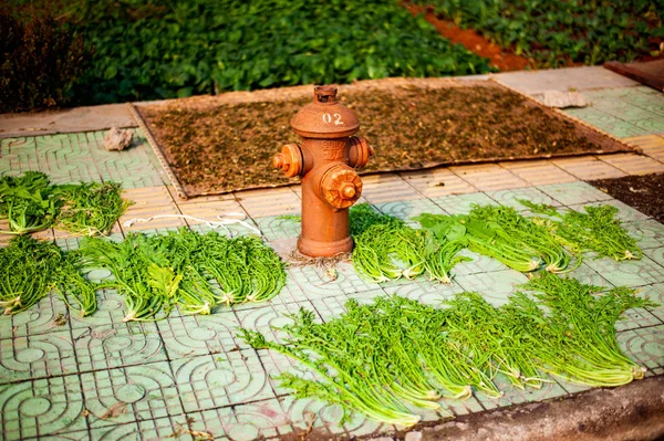 Trädgård med kinesisk kål och brandpost — Stockfoto