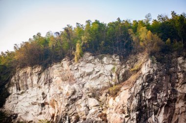 Bambu ormanı sınırda büyüyor.