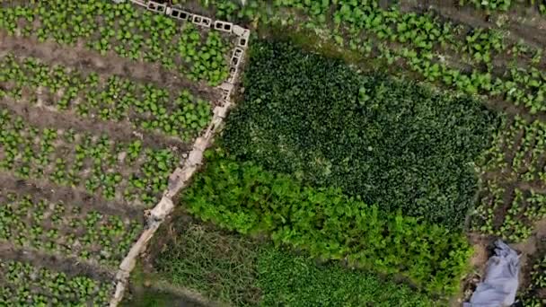 Вид сверху на зеленые листья китайской капусты — стоковое видео