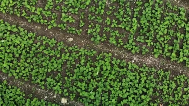 Vue aérienne tournante des feuilles vertes des choux chinois — Video