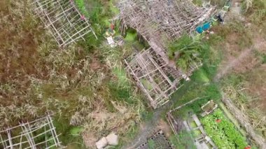 Çin lahanalarının yeşil yapraklarına doğru ilerliyoruz.