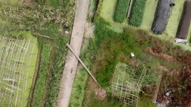 Overhead rör sig framåt syn på gröna blad av kinesiska kål — Stockvideo