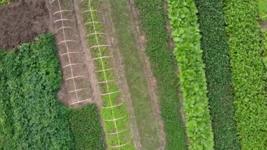 Overhead moving to the right view of the garden garden