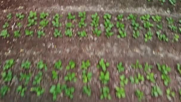 Overhead moving forward view of the garden garden — Stockvideo