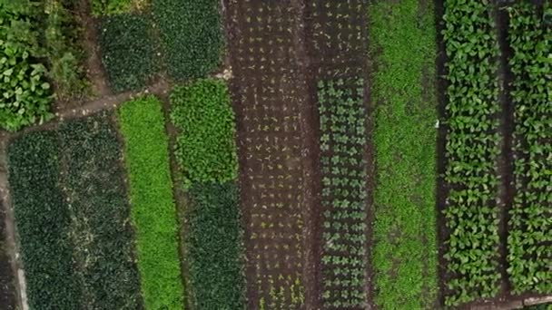 Overhead moving to the right view of the garden garden — Stok video