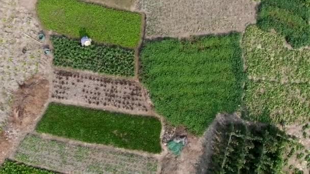 Vue aérienne se déplaçant vers la droite du jardin 