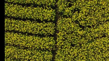 Havadan 4k 'lık İHA atışında kanola kolza tohumu alanı.