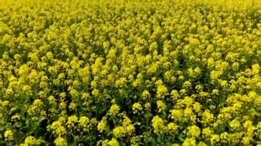 Havadan 4k 'lık İHA atışında kanola kolza tohumu alanı.