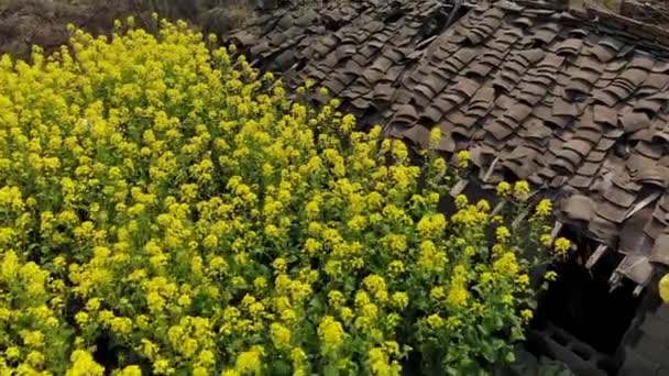 Canola rapeseed field in aerial 4k drone shot. — Stock Video