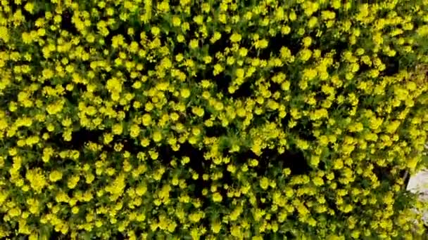Champ de colza de canola en tir aérien de drone 4k .