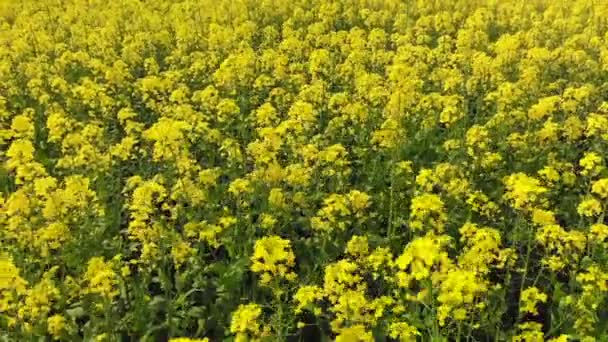 Canola rapeseed field in aerial 4k drone shot. — Stock Video