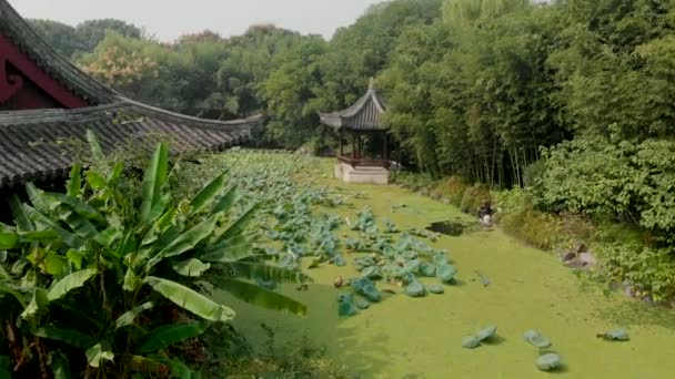 Aerial footage of flying over the pond with a growing lotus — Stock Video