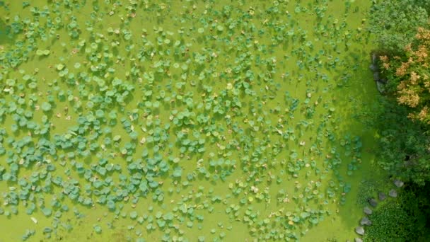 Images aériennes de survoler l'étang avec un lotus croissant — Video